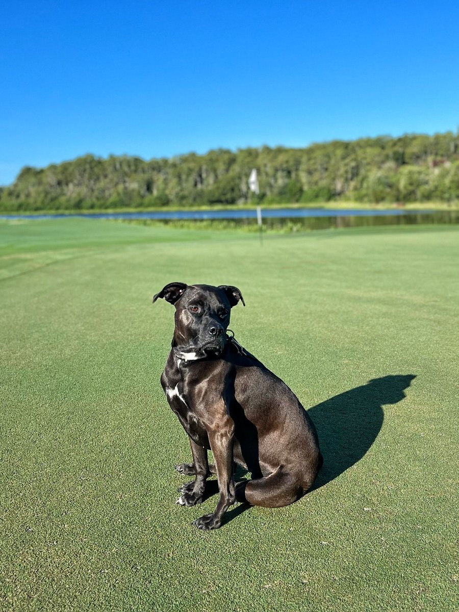 Joshua_E_Kelley's tweet photo. “I’m watching closely. You better not scalp that.” -Ash. 

#GolfCourseSuperintendent
#DogsOfTurf
#GolfCourseDog https://t.co/aAzzu59tIZ