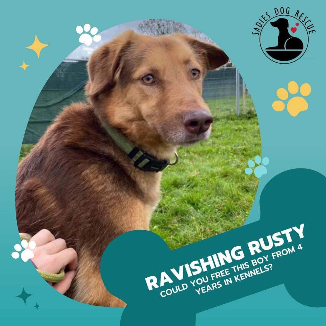 karen73984451's tweet image. #k9hour fabulous #foster #forever home needed plz for fantastic fella #Rusty plz RT #TeamZay @SadiesDogRescue