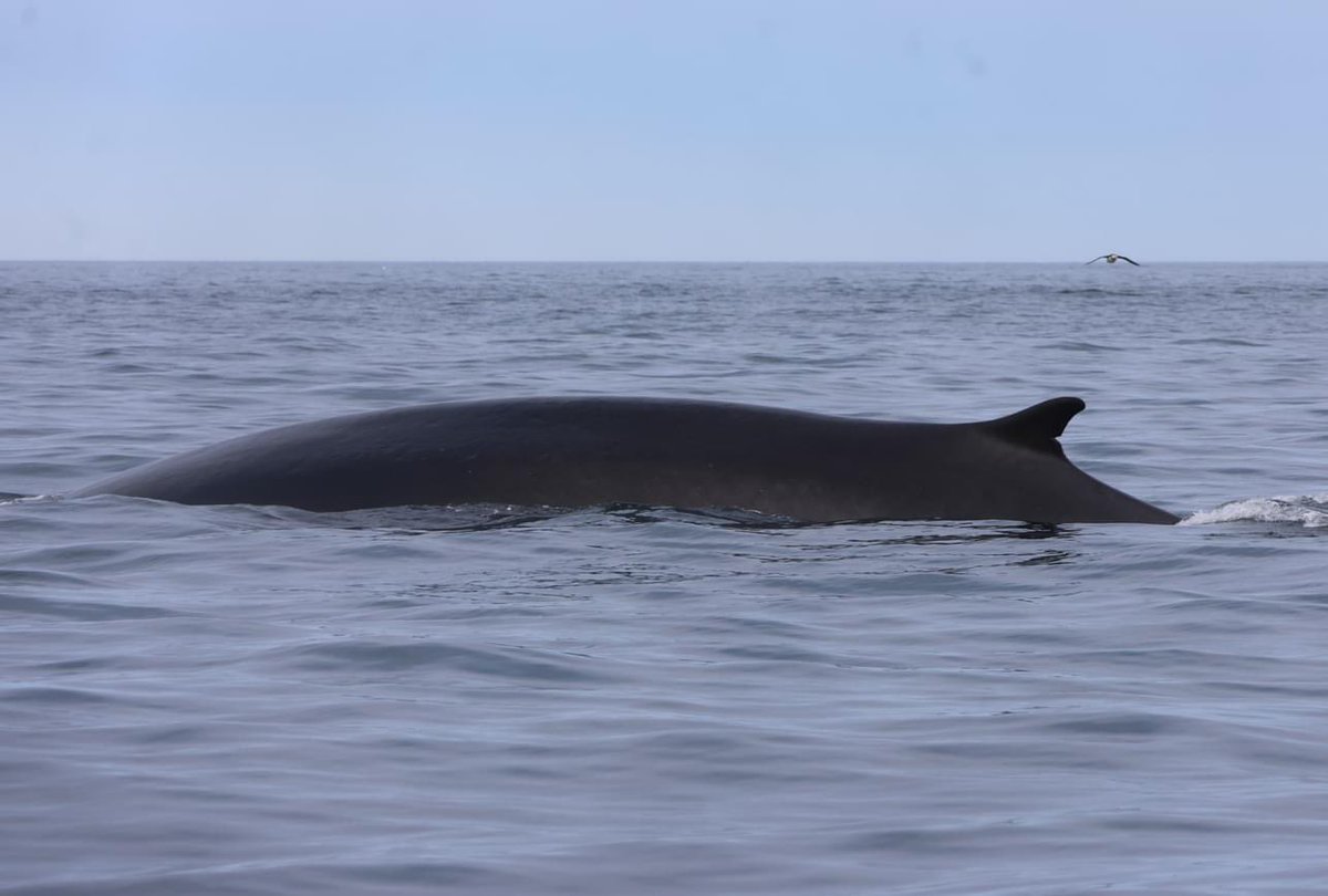 A wonderful day on the water with 2 humpback whales, 2 fin whales, 1 minke whale, 5 harbour porpoises, bald eagles, puffins, gannets, guillemots & murres #whales #whalewatching #trinitynl #bonavista #bonavistapeninsula #ExploreCanada #ExploreNL #humpback #humpbackwhale #bestkind