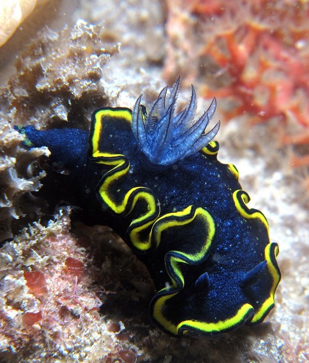 slugsofsea tweet picture