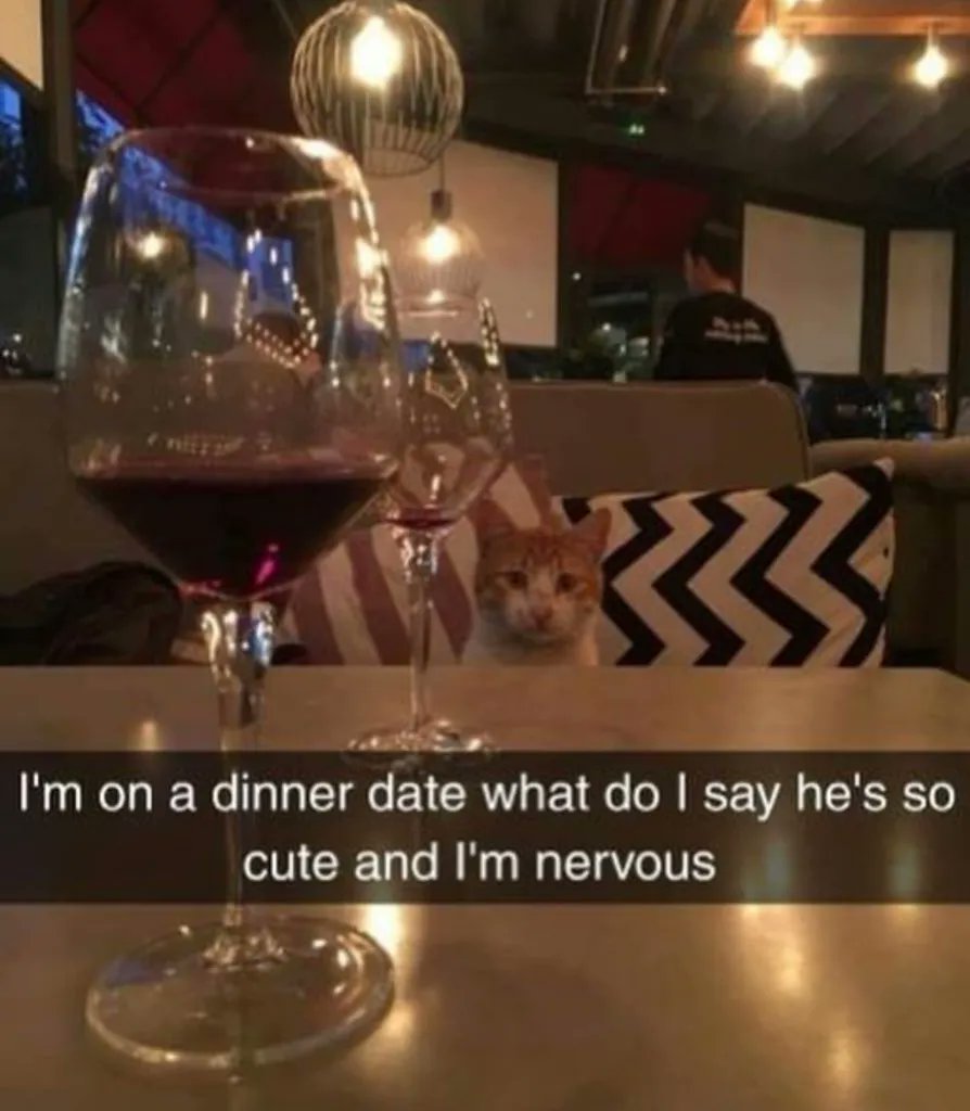 Why you should have a cat tweet media