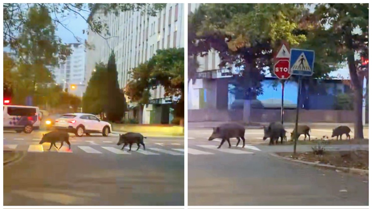silcerino's tweet photo. #Coruña | Hoy tocó paseo por la avenida #SalvadorDeMadariaga acompañados por la #PolicíaLocal, #jabalíes.
*Gracias a #amparooce por las imágenes.
#Galicia #ACoruña https://t.co/EBO8XihvsS