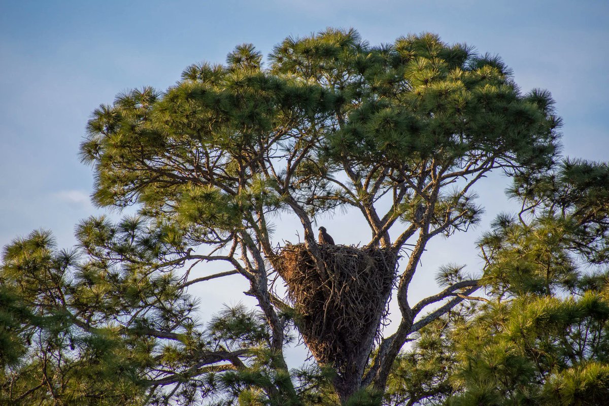 FrippIslandRsrt's tweet image. What's your favorite bird to see on Fripp Island?

#frippinit #frippislandresort #birding