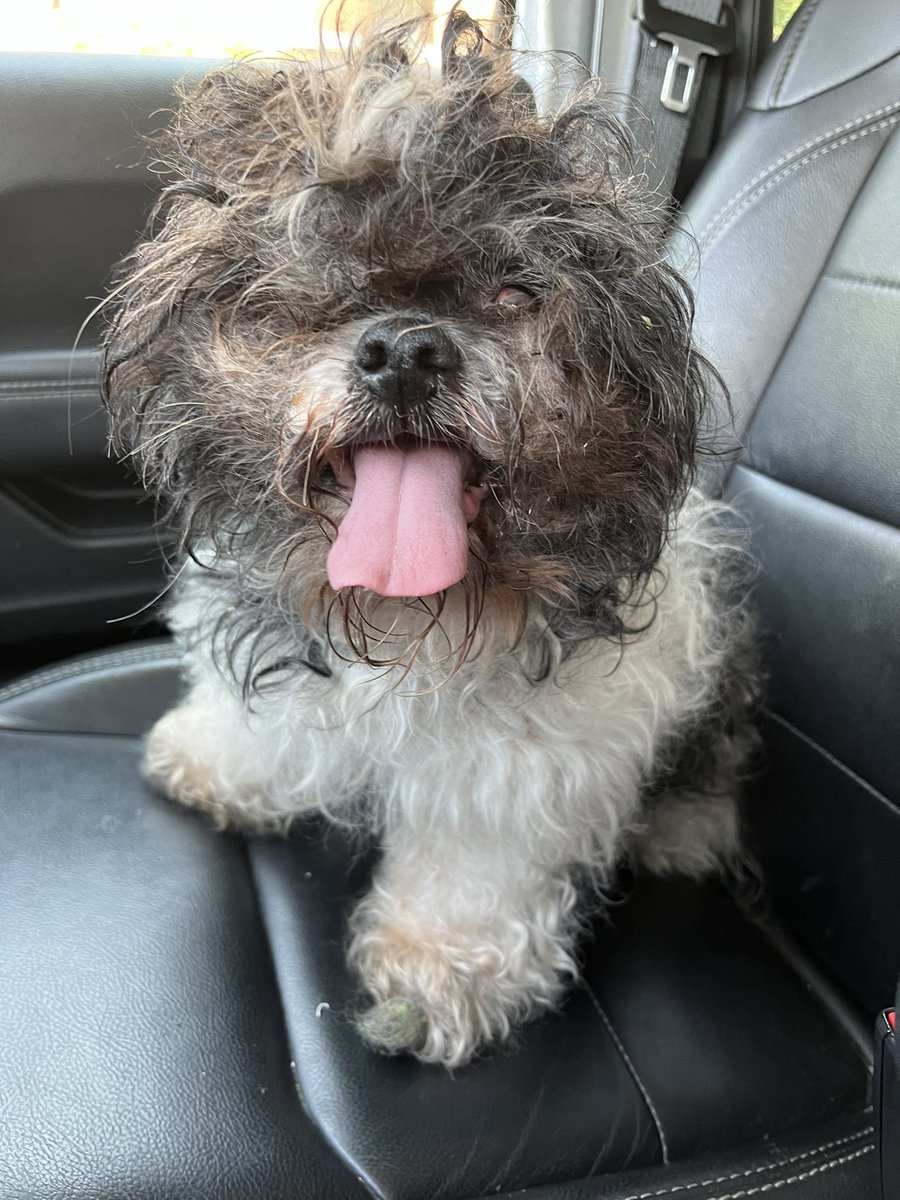 Freedom ride on Labor Day for this poor little guy. Welcome to the good life ♥️
Freedom from fear
Freedom from neglect
Freedom from hunger
Nothing but love for the rest of your life. 
Strayrescue.org