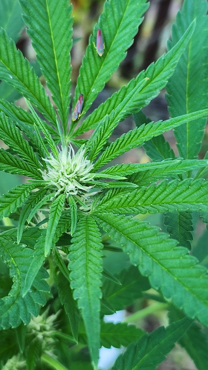 If you see these on your cannabis plants kill them on spot &amp; then use a pesticide to help prevent more. They suck the sap out of your cannabis plants and then leave behind a sticky residue.