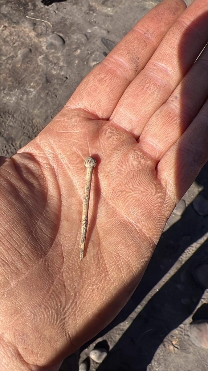 Burghead day 6 and Donna had our star find today- a beautiful bramble headed bone pin 😍😍

! #HESSUPPORTED #SCOTLANDDIGS2023 #SCOTARCHSTRAT @UOA_ARCHAEOLOGY @LeverhulmeTrust
