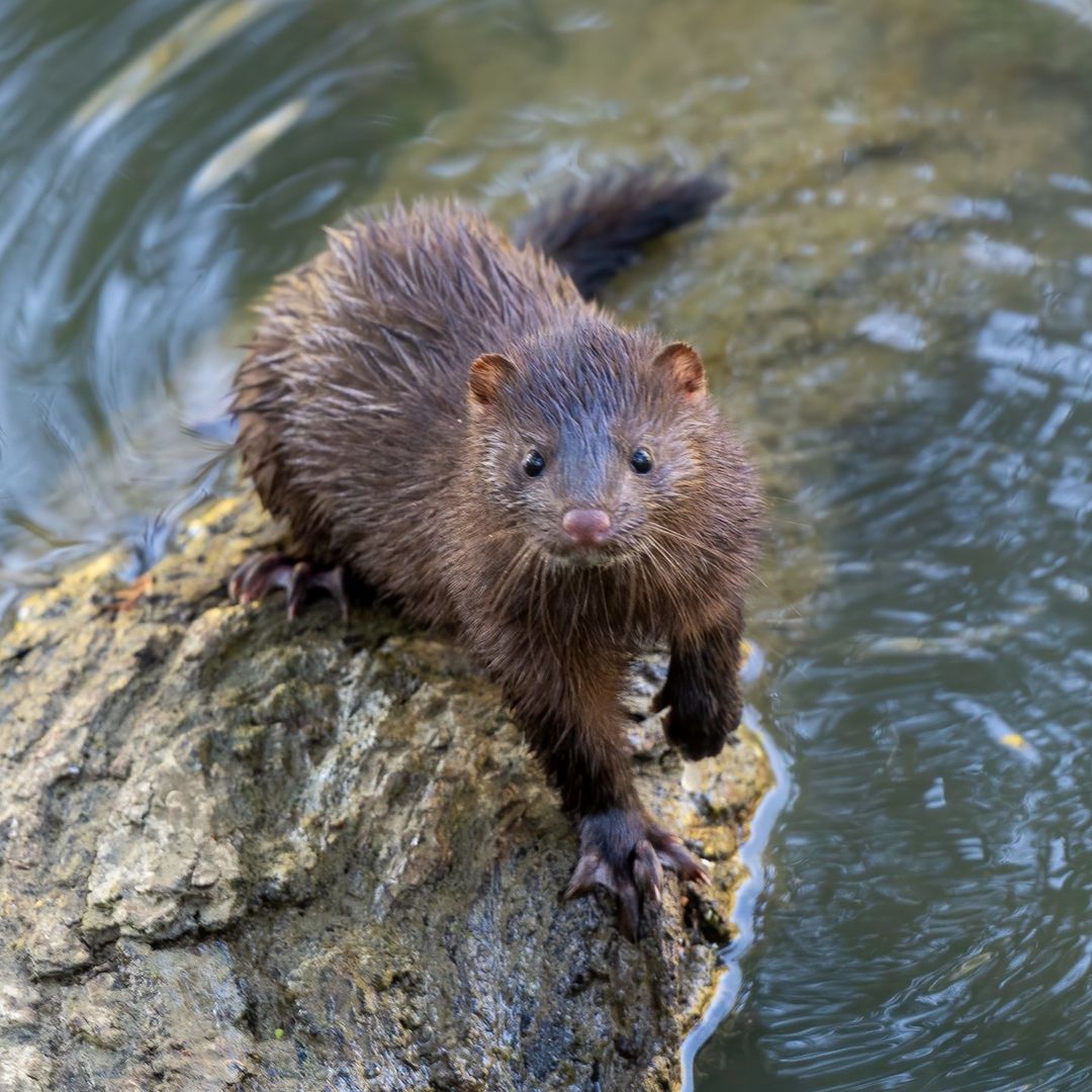 We do books about a lot of different subjects, but the kids really love our animal books. This American #mink was spotted recently at the UC Davis campus in #California. How cool!