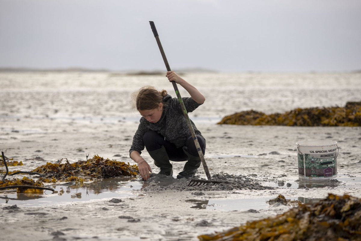 Timbercreate's tweet image. She’s not a cockle picker, she’s a cockle pickers mate. She’s only picking cockles cos the cockle pickers late… #outerhebrides 
@OuterHebs @VisitScotland