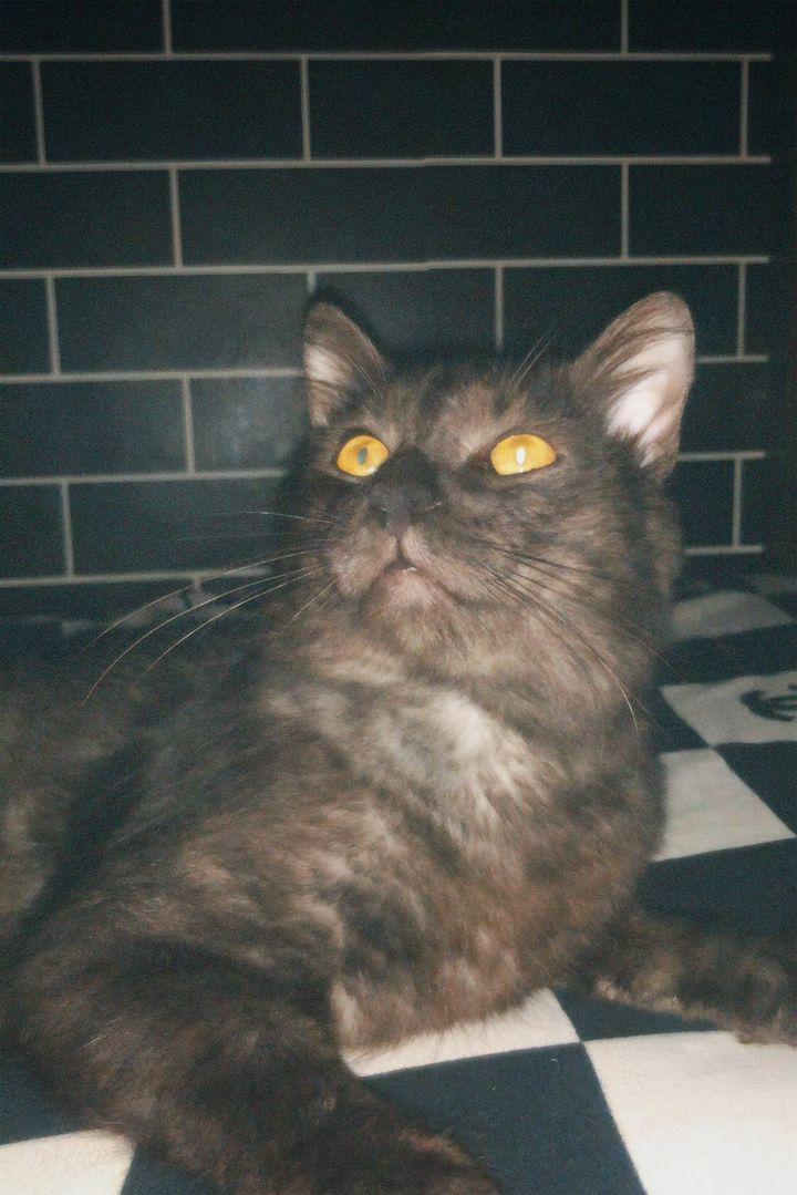 bernalykaa's tweet photo. Pogi babyyy 🐈‍⬛🐈‍⬛ https://t.co/hZ1eK60jmu