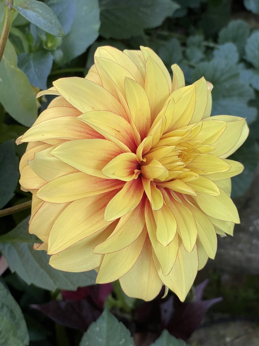 Have a lovely evening all #flower #Dahlia #dahlialove #garden