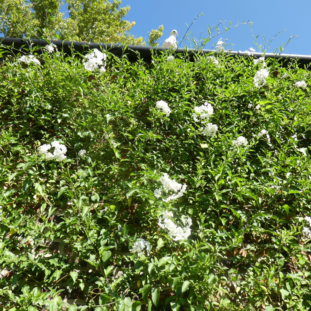 SLGardens's tweet photo. Our white Solanum has been covered with flowers all summer and still has a reasonable number on a south-facing wall and is enjoyed by one of our doves
#GardensHour #WhiteClimber #FragrantClimber #SouthWall #OpenGarden #YorkshireGarden #GardenInspiration #HeartofYorkshire https://t.co/67T0S18Qtj