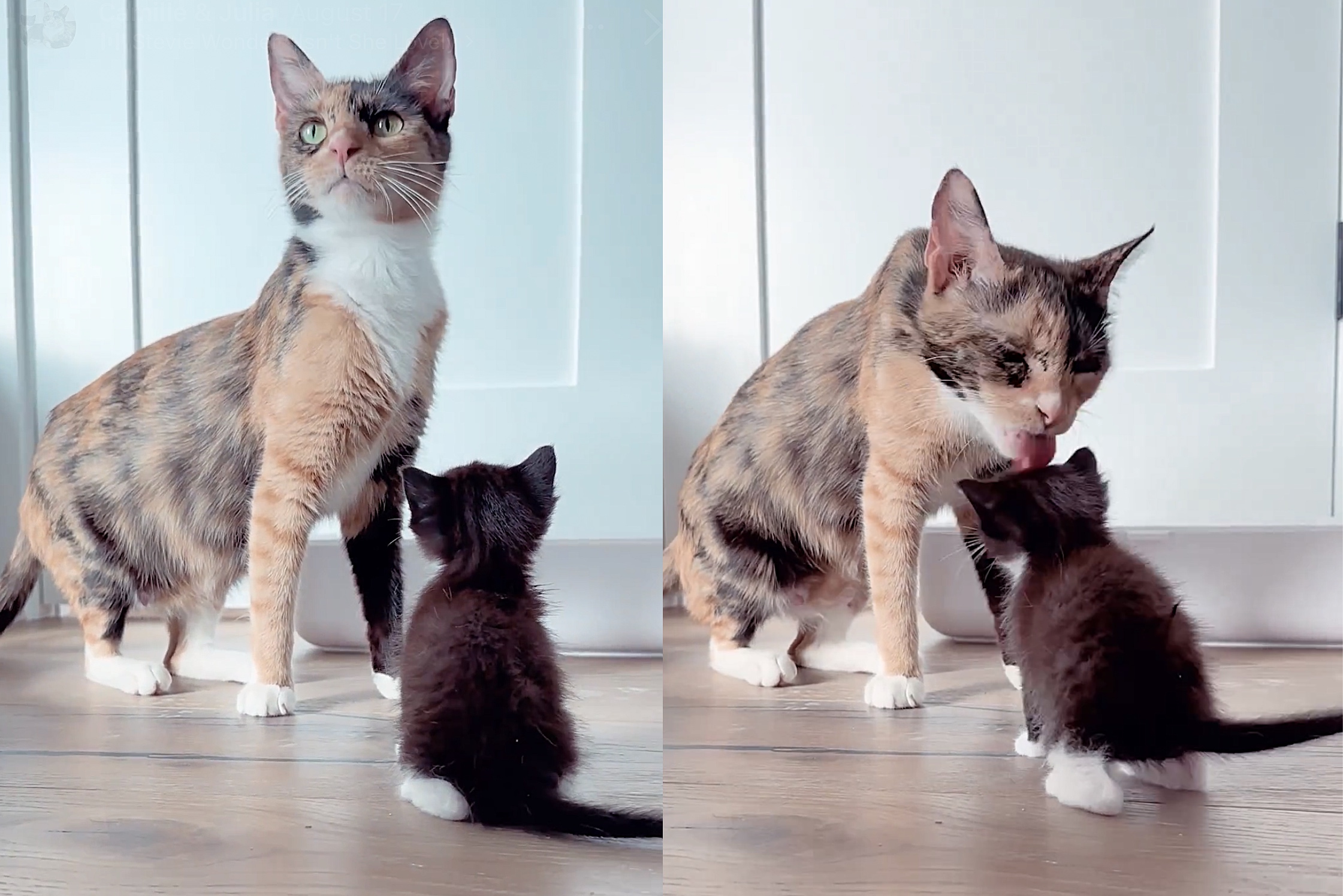 Kitten at cheap 16 weeks