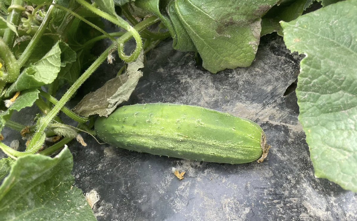 Coffee5White's tweet photo. Go to the farm to pick some fresh fruits and vegetables🥰😍 https://t.co/XToPeuHUBR