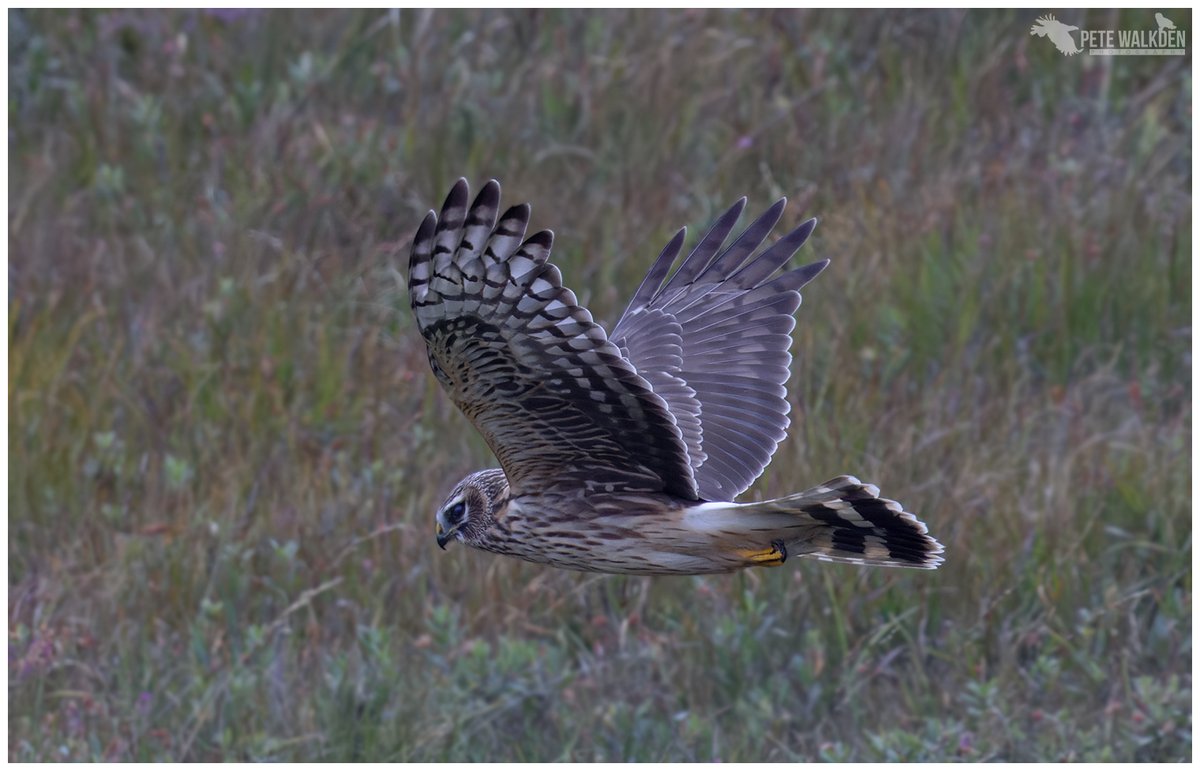 Hen Harrier - from a chance encounter high on the hills of Mull this week. Beautiful raptors. #henharrier #skydancer #Mull #birdphotography #NaturePhotography #ThePhotoHour #wildlifephotography