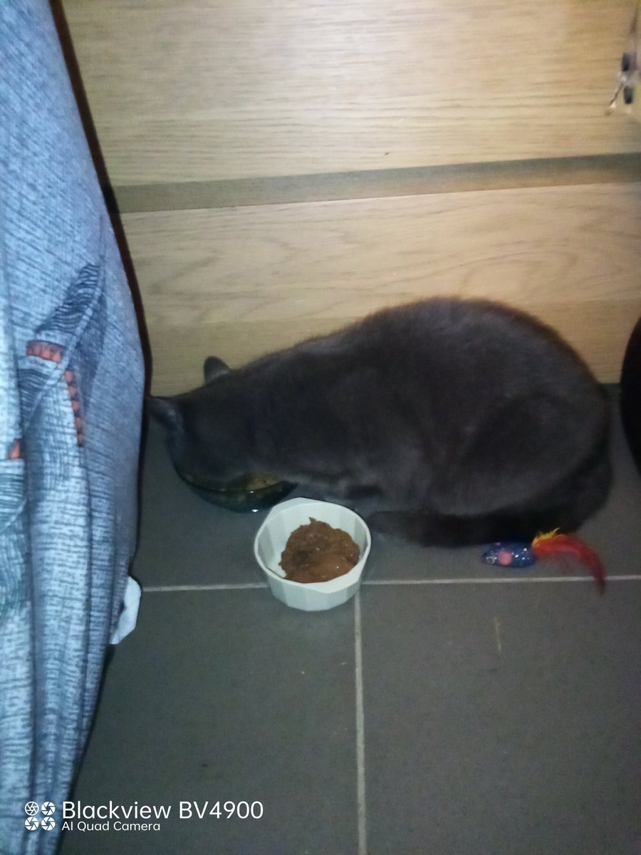 fredbibi's tweet image. Ke je fais semblant de faire la grève de la faim tant ke pas de saucisse. Zut la Numaine m'a vue manger des crouqs. J'ai pas bien fait le chat mouflage.