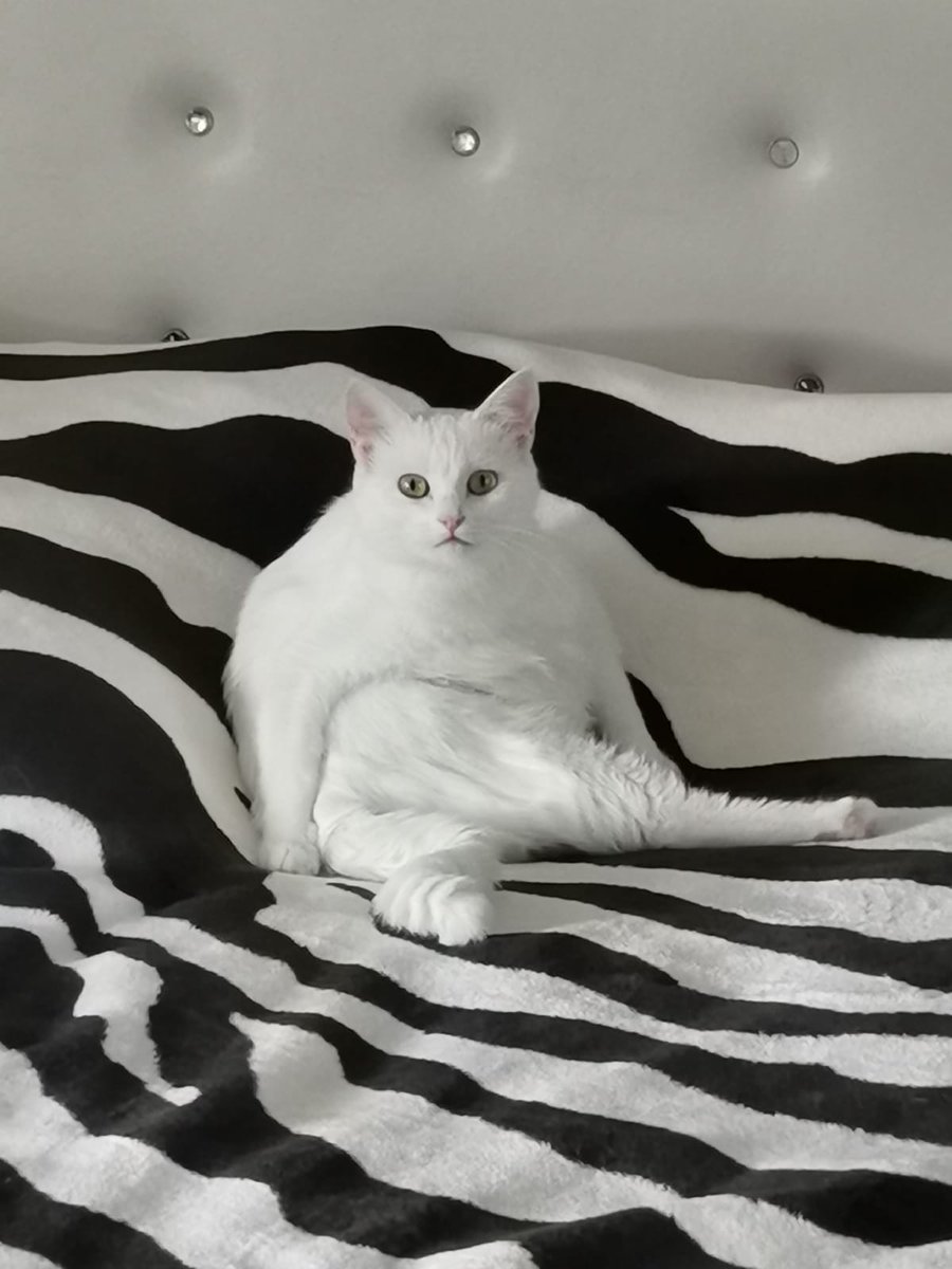 layd_lal's tweet photo. @sokakkedisitv Mübeccel koşşş kedi postu açmışlar😂🤣 https://t.co/A1Ut8SzQLb
