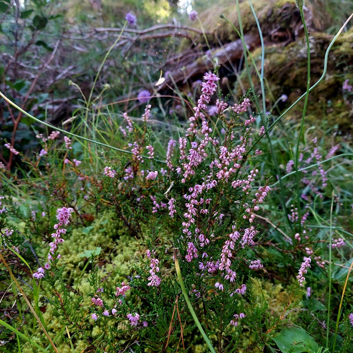 SarahDunnigan1's tweet photo. Mauve hour, Crubenmore 💜 https://t.co/vI4UtcZNu7