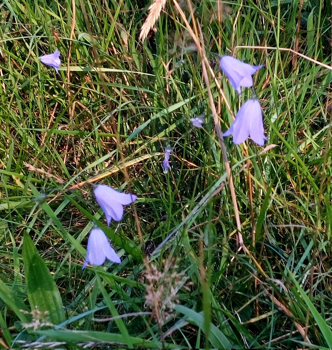 Mauve hour, Crubenmore 💜