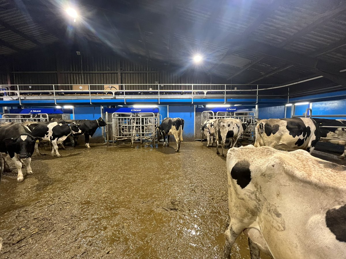 George_Pearman's tweet photo. Nearly 3 weeks in and cows training well on 4 robots, 5th nearly complete. #teamdairy #delaval https://t.co/Kr9KCSCNsj