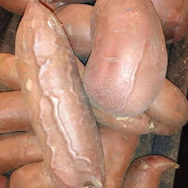 OliverColt93475's tweet photo. What does this look like? https://t.co/uw9mHazU4o
