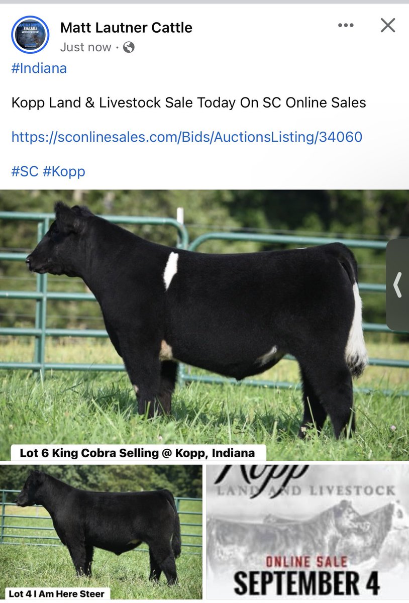 mattlautner's tweet image. #Indiana 

Kopp Land &amp;amp; Livestock Sale Today On SC Online Sales 

sconlinesales.com/Bids/AuctionsL…

#SC #Kopp