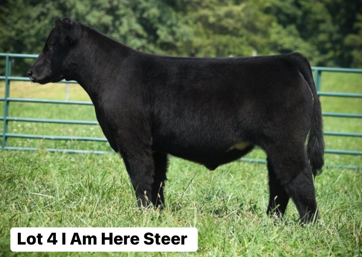 mattlautner's tweet image. #Indiana 

Kopp Land &amp;amp; Livestock Sale Today On SC Online Sales 

sconlinesales.com/Bids/AuctionsL…

#SC #Kopp