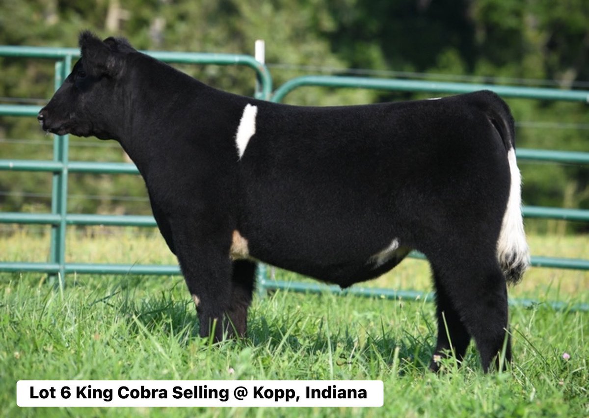 mattlautner's tweet image. #Indiana 

Kopp Land &amp;amp; Livestock Sale Today On SC Online Sales 

sconlinesales.com/Bids/AuctionsL…

#SC #Kopp
