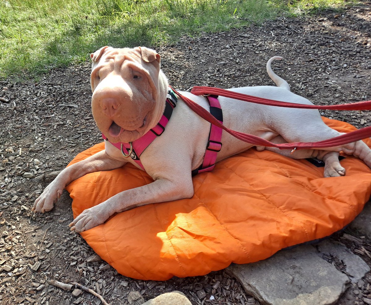 SiroNik0's tweet photo. @Snapdragon_UK Summer is great - extra time with a Furry Friend, long walks Off The Grid and Quintessentially British afternoon tea #SummerOfSnapdragon @toadsaver https://t.co/RxNSRLA34P