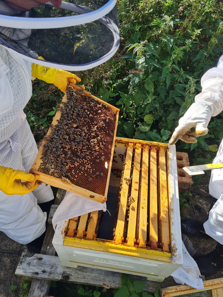FrauKMiller's tweet image. Perfect afternoon 🌞 today to check on our beehives 🐝🐝 and getting ready for honey extraction soon 🍯
@StAmbroseSci
@BuchananHigh