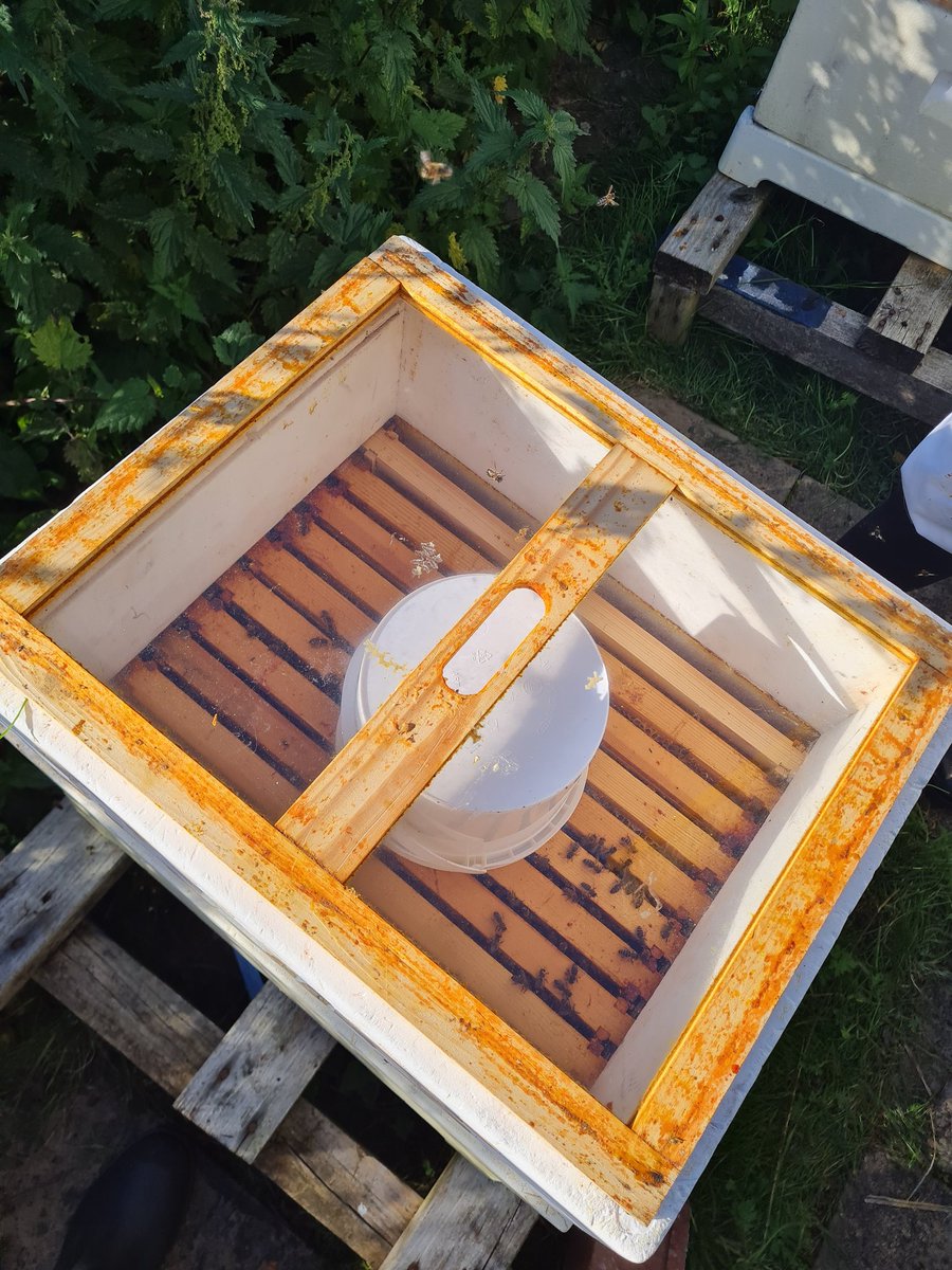 FrauKMiller's tweet image. Perfect afternoon 🌞 today to check on our beehives 🐝🐝 and getting ready for honey extraction soon 🍯
@StAmbroseSci
@BuchananHigh