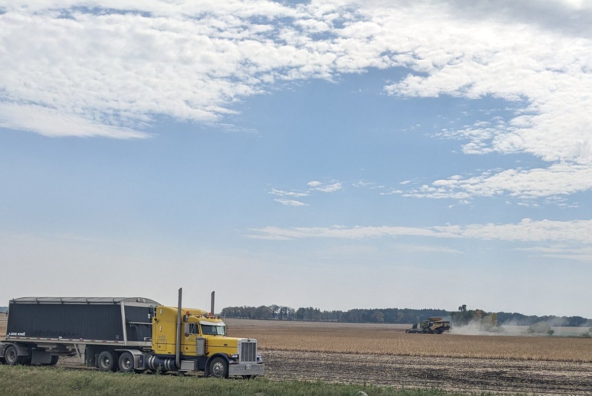 drybeanworld's tweet image. Direct Harvest, short plants running 800 pounds per acre