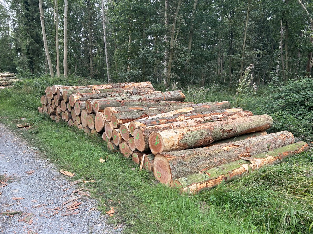 12’Douglas Fir Sawlogs for sale. Diameter 10 -28 inches. Several lorry loads available. Located near Bury st Edmonds, Suffolk. Delivery transport can be arranged. Available now. Please DM or email for further details.
