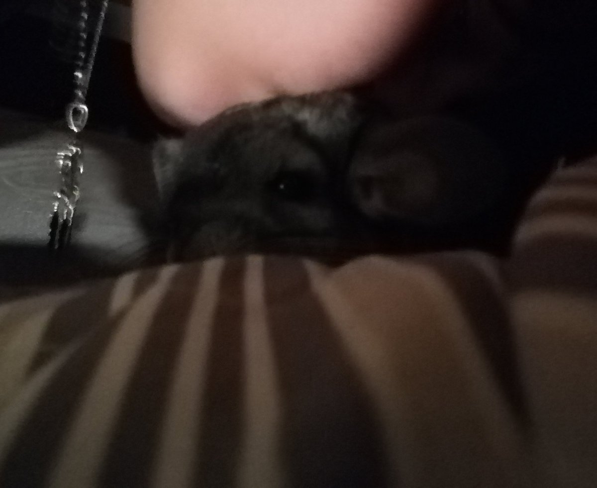 TweetToggy's tweet photo. After an entire weekend of fighting my baby boy succumbed to the illness and old age.
I had to end his suffering by putting him to sleep
R. I. P. Boris at ≈15 yo
You'll be missed, Rat.. https://t.co/Ecq7r5VGhz
