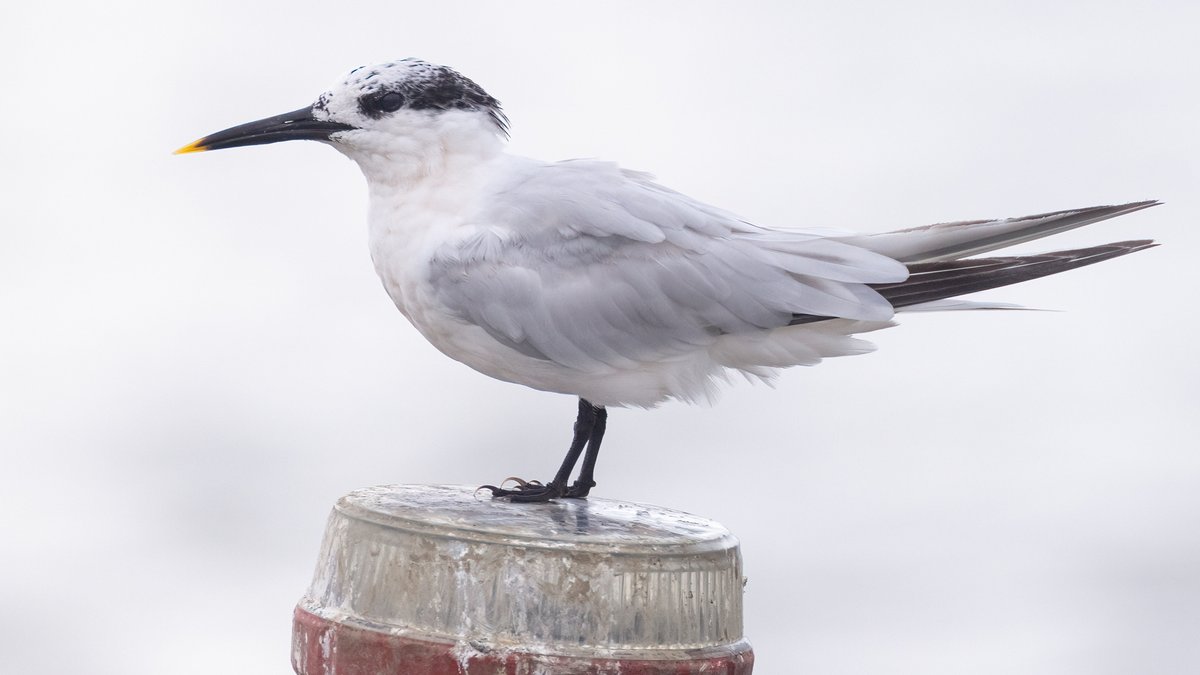 markwright12002's tweet image. Sandwich Tern
Saturday - Wareham Channel, Poole Harbour, Dorset
