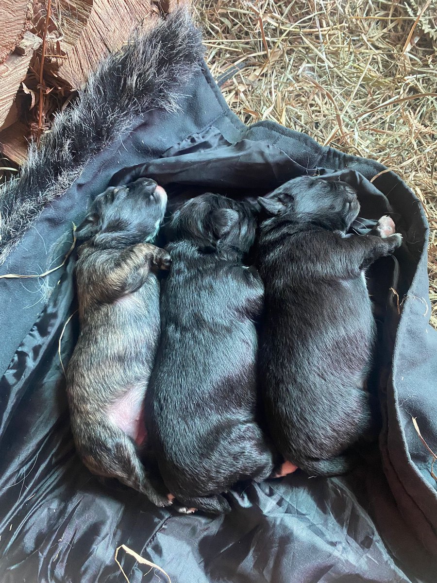Antiagr9's tweet photo. Estos 3 cachorritos buscan un hogar urgentemente‼️
Son 2 machos y 1 hembra y no van a ser muy grandes.
#AdopcionResponsable #adopcion #cachorritos #perro https://t.co/sDHkWykE8k