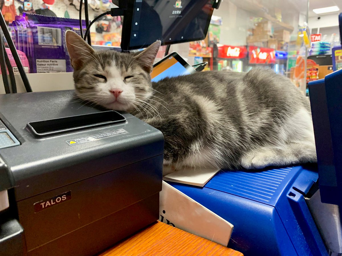 Bodega Cats tweet media