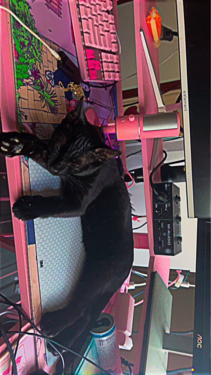 Everyone Meet Simón, he prefers my mousepad over his bed for day napping. He thinks my keyboard is a pillow.. so far he’s disconnected me from wifi, switched my wasd w the arrows on my keyboard, and I’m sure he will cause me many losses in Apex but he’s so cute it’s okay🥹