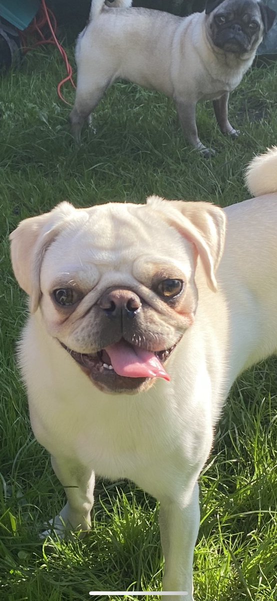 MadleeRage29's tweet photo. Must be super hot 🥵🔥as Frankie never pants and today he did 😱he still wanted to be mental and chase everyone round the garden though! #WhitePug #PugProblems #FuntimeFrankie ❤️ https://t.co/MD963zXnMm