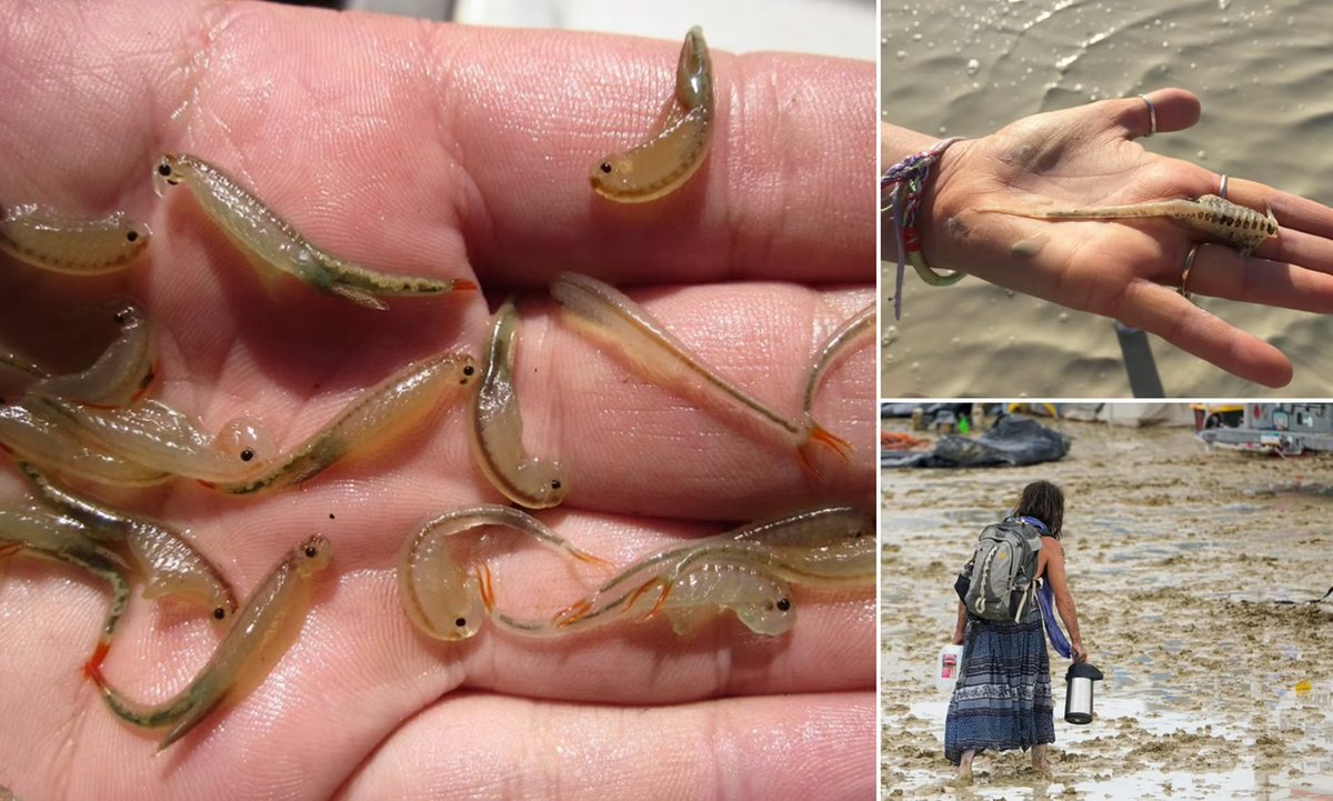 {Matt} $XRPatriot tweet media