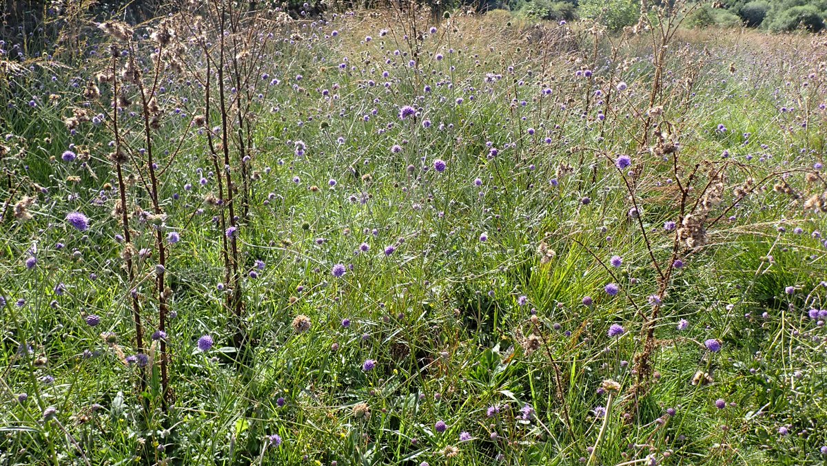 numenini's tweet photo. The finale, on Derby Fen, an absolutely astonishing display of stunning Devilsbit Scabious (Succisa pratensis), blue as the sky. Never seen anything like it. Swathes and swathes of it, some almost a metre tall.
#Norfolk #WildflowerHour #devilsbitscabious #succisapratensis
14/14 https://t.co/oQ5mlAGA9B