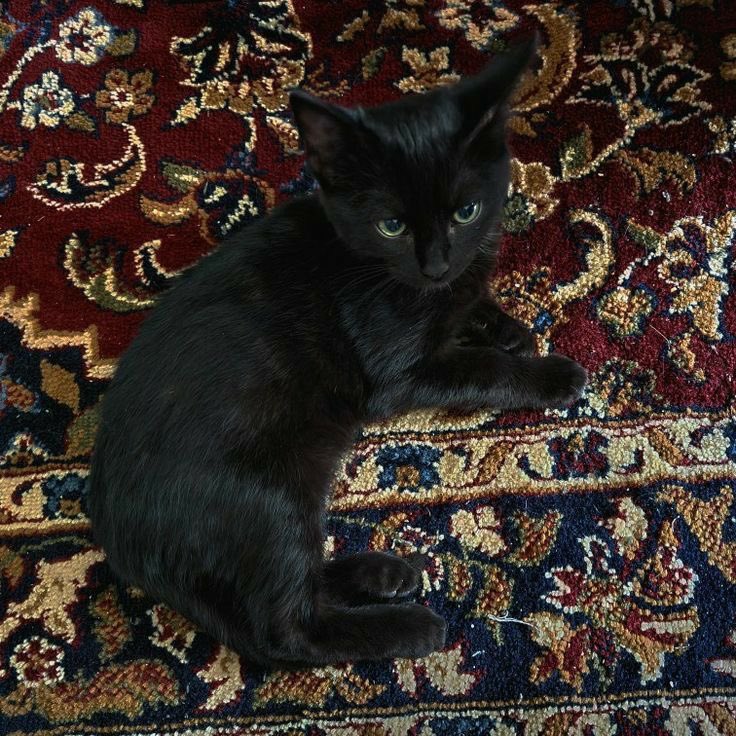 🐈‍⬛