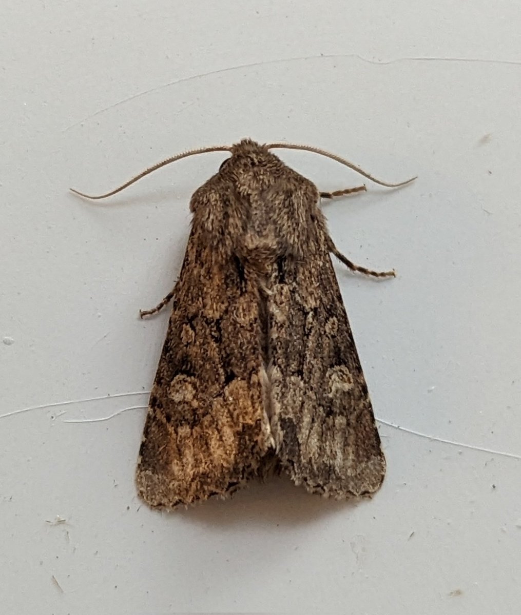 BirdBeards's tweet photo. Flounced Rustic, flouncing around in a rustic fashion. #moths #mothage https://t.co/xwZd0LUeWI