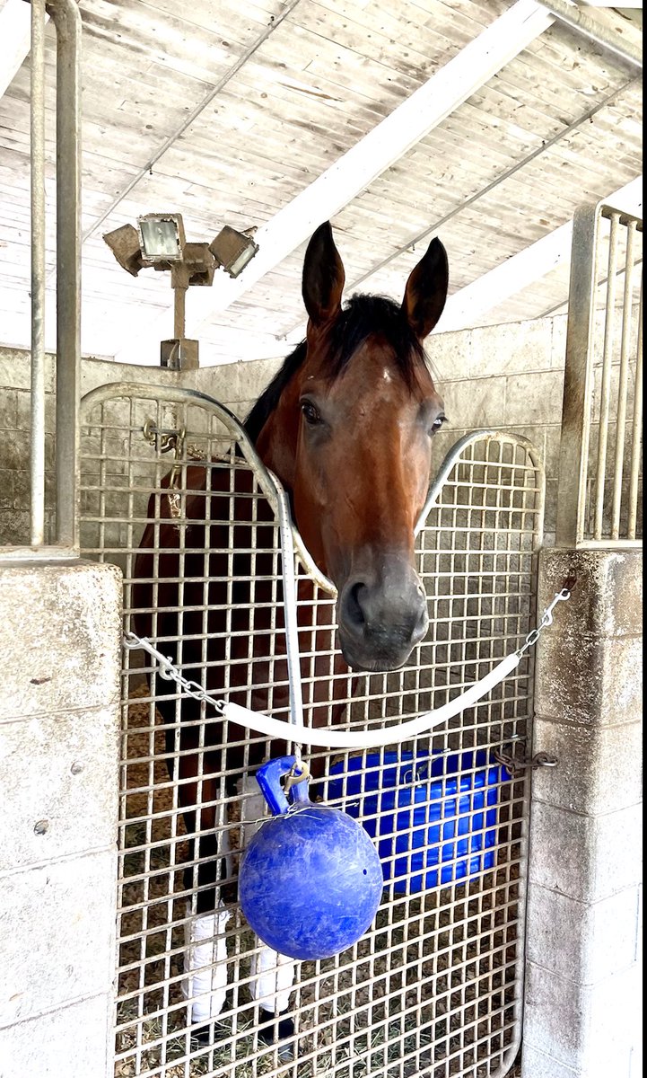 MaryRampellini's tweet photo. #SuperDerby winner Big Data arrived back at his South Florida base Monday and has initially emerged from his start at #LouisianaDowns in good order, per trainer Michael #Lerman. Photo is from Monday, courtesy of Lerman: https://t.co/1K1Od5TjLX