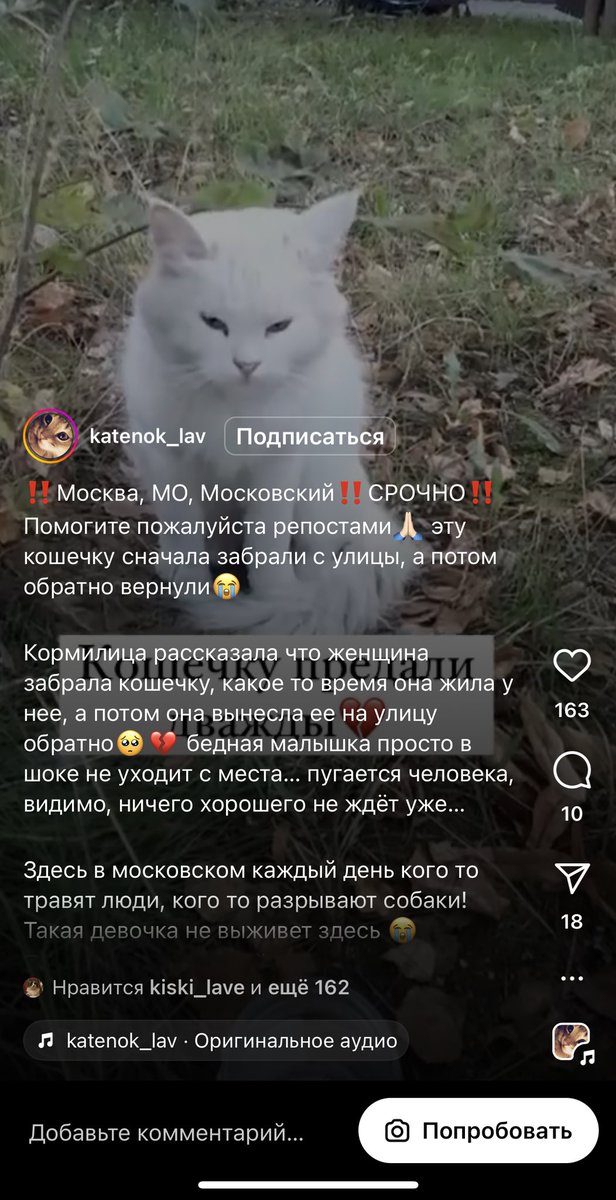 Москва, МО, Московский!  Ретвит срочно! 😭 умоляю 

Если вы знаете передержки или готовы взять кошечку на передержку то напишите мне пожалуйста! Конечно не бесплатно!!! У меня сейчас сердце разорвется 😢