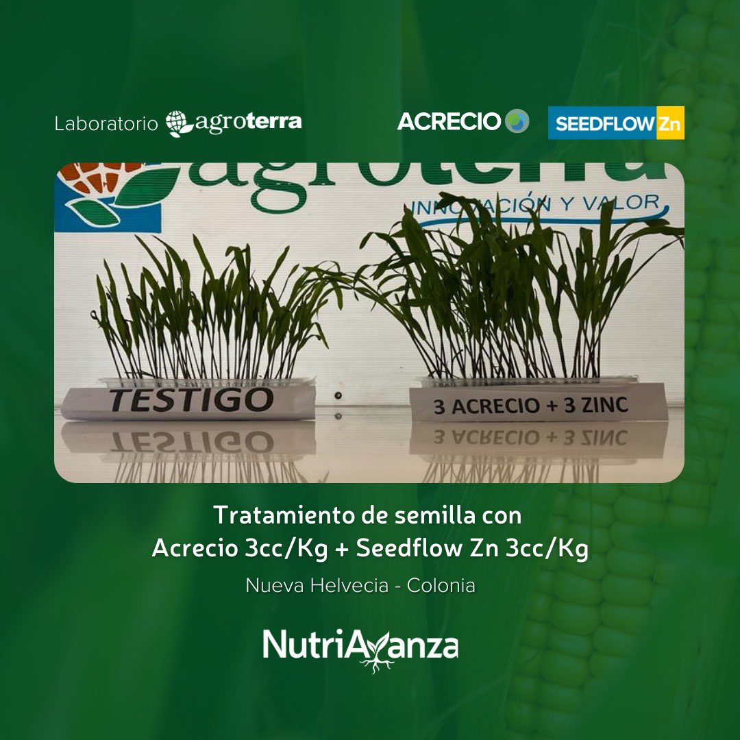 nutriavanza's tweet photo. Combinación ideal de #Zinc y #Bioestimulacion para la semilla de tu #Maiz 🌽💪🏽

✅ Mayor vigor inicial
✅ Implantación más pareja
✅ Zinc en el arranque del cultivo

#Acrecio 🇫🇷 #SeedflowZn 🇵🇪
#Nutriavanza @agroterrauy 🇺🇾 https://t.co/Iwy7cE8AZv