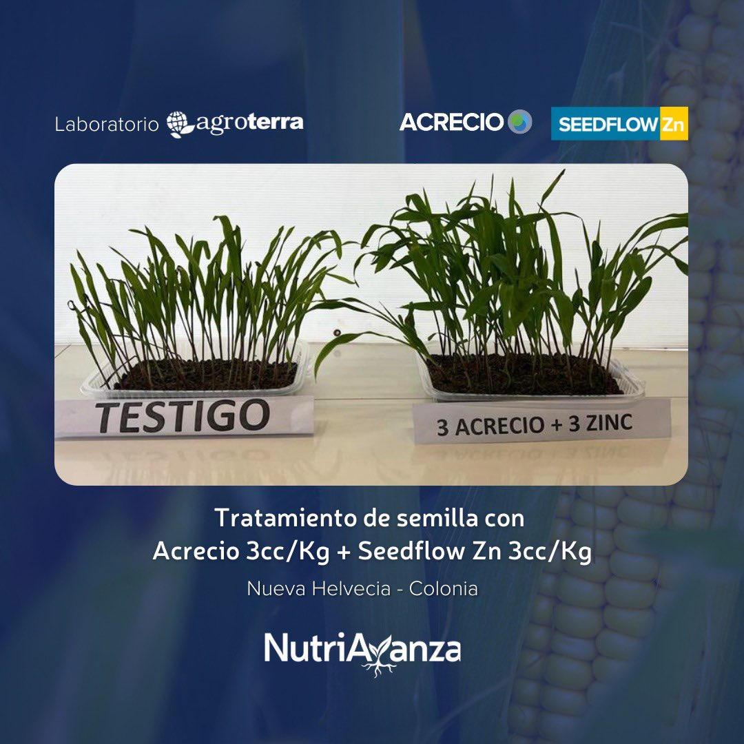 nutriavanza's tweet photo. Combinación ideal de #Zinc y #Bioestimulacion para la semilla de tu #Maiz 🌽💪🏽

✅ Mayor vigor inicial
✅ Implantación más pareja
✅ Zinc en el arranque del cultivo

#Acrecio 🇫🇷 #SeedflowZn 🇵🇪
#Nutriavanza @agroterrauy 🇺🇾 https://t.co/Iwy7cE8AZv