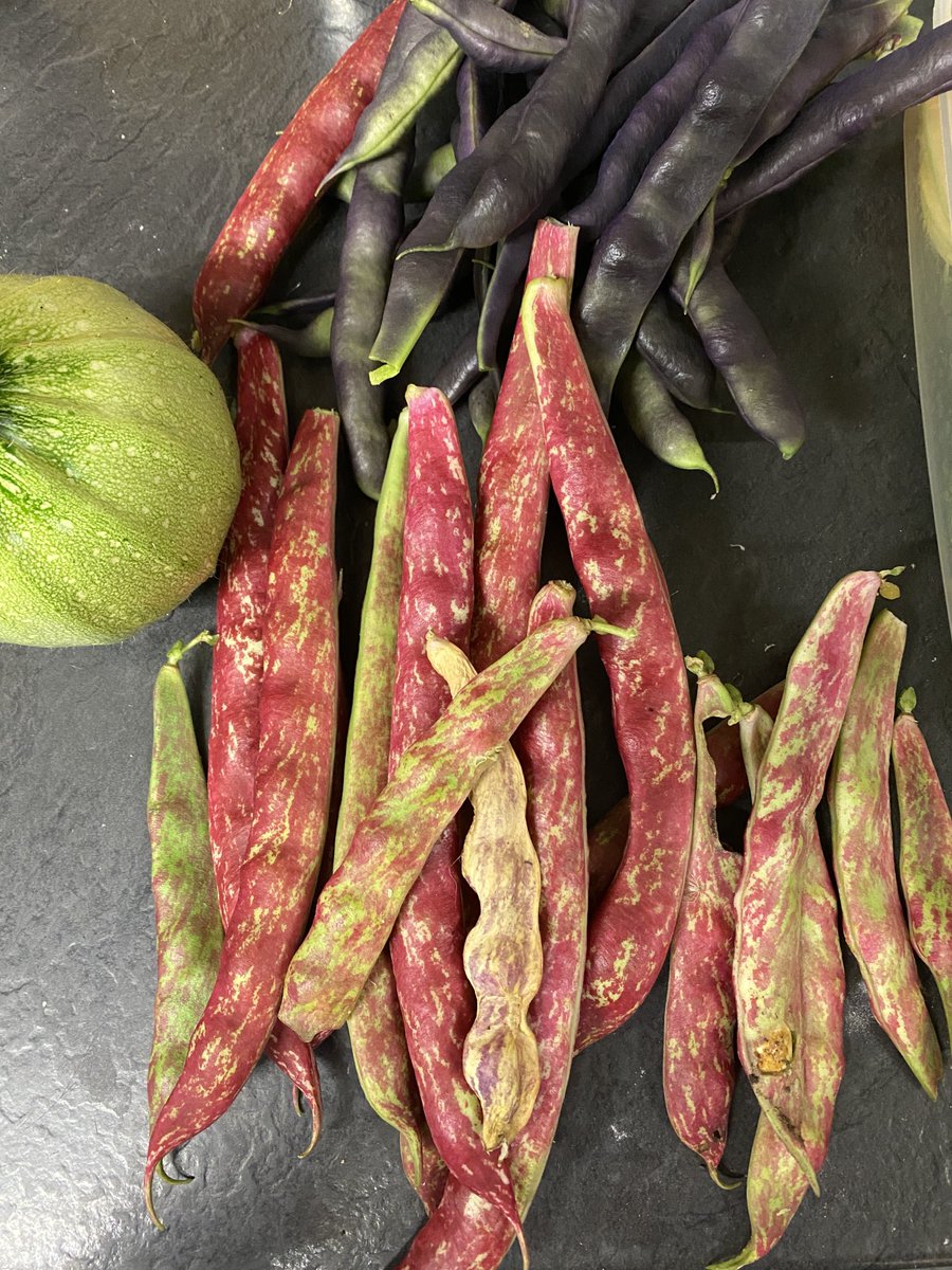 vicki_dean1's tweet photo. 1st day back at work, unexpected burgeoning student numbers in one of my areas demanded an evening harvesting, home cooking and cauldron stirring! #homecooking #harvesttime #homeproduce #organicgardening #permaculture #comfort https://t.co/2y1A9ebCv0