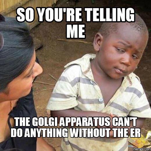 rer4prez2023's tweet photo. The rough ER synthesizes the proteins because the Golgi is too weak to do the work on its own… what kind of leader would the Golgi be if it can’t break down proteins?!! 
#MHSOrganelleVote2023 https://t.co/wMlVakgbzY