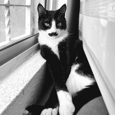 dali_gato's tweet photo. #NuevaFotoDePerfil https://t.co/AtFeA4vr6H