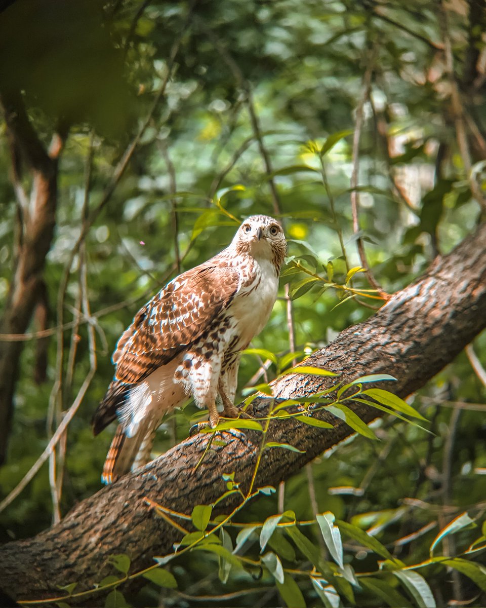 Pat Cines tweet media